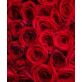 Rudé růže 4