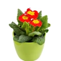 Hrnková květina 4
