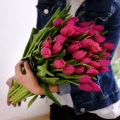 Červené tulipány 5